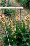  观赏性毛蕊花，毛蕊花, Verbascum 粉红色 照, 描述 和 养殖, 成长 和 特点