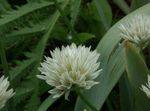 Trädgårdsblommor Prydnads Lök, Allium vit Fil, beskrivning och uppodling, odling och egenskaper