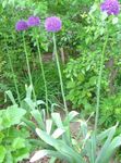 бузковий Квітка Цибуля Декоративна характеристика і Фото