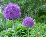 Trädgårdsblommor Prydnads Lök, Allium violett Fil, beskrivning och uppodling, odling och egenskaper