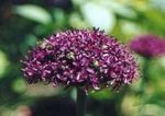 Trädgårdsblommor Prydnads Lök, Allium vinous Fil, beskrivning och uppodling, odling och egenskaper