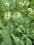 Tuin Bloemen Sierui, Allium groen foto, beschrijving en teelt, groeiend en karakteristieken