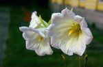 Zahradní květiny Ostrowskia, Ostrowskia magnifica bílá fotografie, popis a kultivace, pěstování a charakteristiky