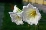 Flores do Jardim Ostrowskia, Ostrowskia magnifica branco foto, descrição e cultivo, crescente e características