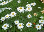 ბაღის ყვავილები Ox თვალის Daisy, Shasta Daisy, ველი Daisy, მარგარიტა, მთვარე Daisy, Leucanthemum თეთრი სურათი, აღწერა და გაშენების, იზრდება და მახასიათებლები