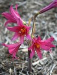 Hage blomster Oxblood Lilje, Skole Lilje, Rhodophiala rosa Bilde, beskrivelse og dyrking, voksende og kjennetegn