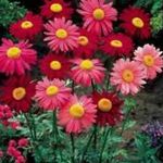kırmızı çiçek Boyalı Papatya, Altın Tüy, Altın Feverfew özellikleri ve fotoğraf