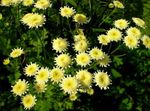 ბაღის ყვავილები მოხატული Daisy, ოქროს ბუმბული, ოქროს Feverfew, Pyrethrum hybridum, Tanacetum coccineum, Tanacetum parthenium ყვითელი სურათი, აღწერა და გაშენების, იზრდება და მახასიათებლები