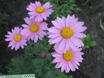 leylak çiçek Boyalı Papatya, Altın Tüy, Altın Feverfew özellikleri ve fotoğraf