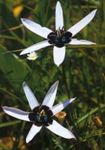 庭の花 塗装孔雀の花、孔雀の星, Spiloxene ホワイト フォト, 説明 と 栽培, 成長 と 特性