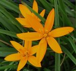 庭の花 塗装孔雀の花、孔雀の星, Spiloxene オレンジ フォト, 説明 と 栽培, 成長 と 特性
