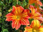 Garden Flowers Painted Tongue, Salpiglossis orange Photo, description and cultivation, growing and characteristics