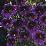 Garden Flowers Painted Tongue, Salpiglossis purple Photo, description and cultivation, growing and characteristics
