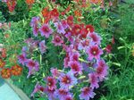Garden Flowers Painted Tongue, Salpiglossis pink Photo, description and cultivation, growing and characteristics