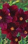 Garden Flowers Painted Tongue, Salpiglossis burgundy Photo, description and cultivation, growing and characteristics