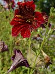 Garden Flowers Painted Tongue, Salpiglossis red Photo, description and cultivation, growing and characteristics