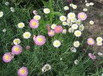 Gradina Flori Daisy Hârtie, Sunray, Helipterum alb fotografie, descriere și cultivare, în creștere și caracteristici