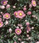 Trädgårdsblommor Papper Tusensköna, Solstråle, Helipterum rosa Fil, beskrivning och uppodling, odling och egenskaper