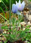 Záhradné kvety Poniklec Veľkokvetý, Pulsatilla modrá fotografie, popis a pestovanie, pestovanie a vlastnosti