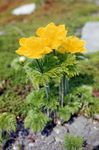 les fleurs du jardin Anémone Pulsatille, Pulsatilla jaune Photo, la description et la culture du sol, un cultivation et les caractéristiques
