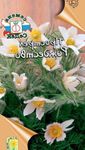  Flor De Pasque, Pulsatilla branco foto, descrição e cultivo, crescente e características