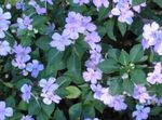 Garden Flowers Patience Plant, Balsam, Jewel Weed, Busy Lizzie, Impatiens light blue Photo, description and cultivation, growing and characteristics
