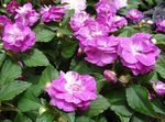 Garden Flowers Patience Plant, Balsam, Jewel Weed, Busy Lizzie, Impatiens pink Photo, description and cultivation, growing and characteristics