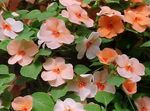 Garden Flowers Patience Plant, Balsam, Jewel Weed, Busy Lizzie, Impatiens orange Photo, description and cultivation, growing and characteristics