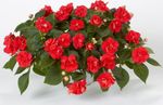 Garden Flowers Patience Plant, Balsam, Jewel Weed, Busy Lizzie, Impatiens red Photo, description and cultivation, growing and characteristics