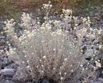 Градински цветове Перла Вечна, Anaphalis бял снимка, описание и отглеждане, култивиране и характеристики