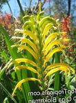 Tuin Bloemen Wimpels, Afrikaanse Cornflag, Cobra Lelie, Chasmanthe (Antholyza) geel foto, beschrijving en teelt, groeiend en karakteristieken
