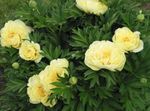 Gartenblumen Pfingstrose, Paeonia gelb Foto, Beschreibung und Anbau, wächst und Merkmale