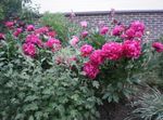 les fleurs du jardin Pivoine, Paeonia rouge Photo, la description et la culture du sol, un cultivation et les caractéristiques