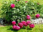 Kerti Virágok Babarózsa, Paeonia piros fénykép, leírás és termesztés, növekvő és jellemzők