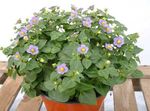 Have Blomster Persisk Violet, Tysk Violet, Exacum affine lilla Foto, beskrivelse og dyrkning, voksende og egenskaber