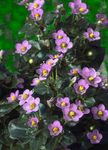 Vrtno Cvetje Persian Vijolična, Nemščina Vijolična, Exacum affine roza fotografija, opis in gojenje, rast in značilnosti