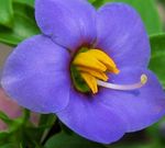 Gartenblumen Persisch Violett, Deutsch Violett, Exacum affine blau Foto, Beschreibung und Anbau, wächst und Merkmale