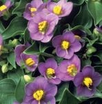 Trädgårdsblommor Persiska Violett, Tysk Violett, Exacum affine violett Fil, beskrivning och uppodling, odling och egenskaper