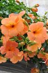 Garden Flowers Petunia orange Photo, description and cultivation, growing and characteristics
