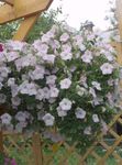 Gartenblumen Petunie, Petunia weiß Foto, Beschreibung und Anbau, wächst und Merkmale