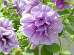 Vrtno Cvetje Petunia lila fotografija, opis in gojenje, rast in značilnosti