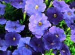 Vrtno Cvetje Petunia modra fotografija, opis in gojenje, rast in značilnosti