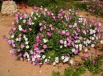 Vrtno Cvetje Petunia roza fotografija, opis in gojenje, rast in značilnosti