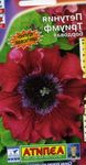 Garden Flowers Petunia burgundy Photo, description and cultivation, growing and characteristics