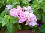 Vrtno Cvetje Petunia roza fotografija, opis in gojenje, rast in značilnosti