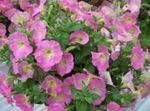 Hage blomster Petunia Fortunia, Petunia x hybrida Fortunia rosa Bilde, beskrivelse og dyrking, voksende og kjennetegn