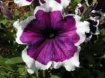 庭の花 ペチュニアFortunia, Petunia x hybrida Fortunia パープル フォト, 説明 と 栽培, 成長 と 特性