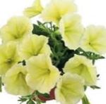 sarı çiçek Petunya Fortunia özellikleri ve fotoğraf