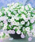 beyaz çiçek Petunya Fortunia özellikleri ve fotoğraf