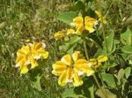 Zahradní květiny Phlomis žlutý fotografie, popis a kultivace, pěstování a charakteristiky